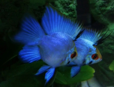 Апистограмма Рамирези Баллон Электрик Блю